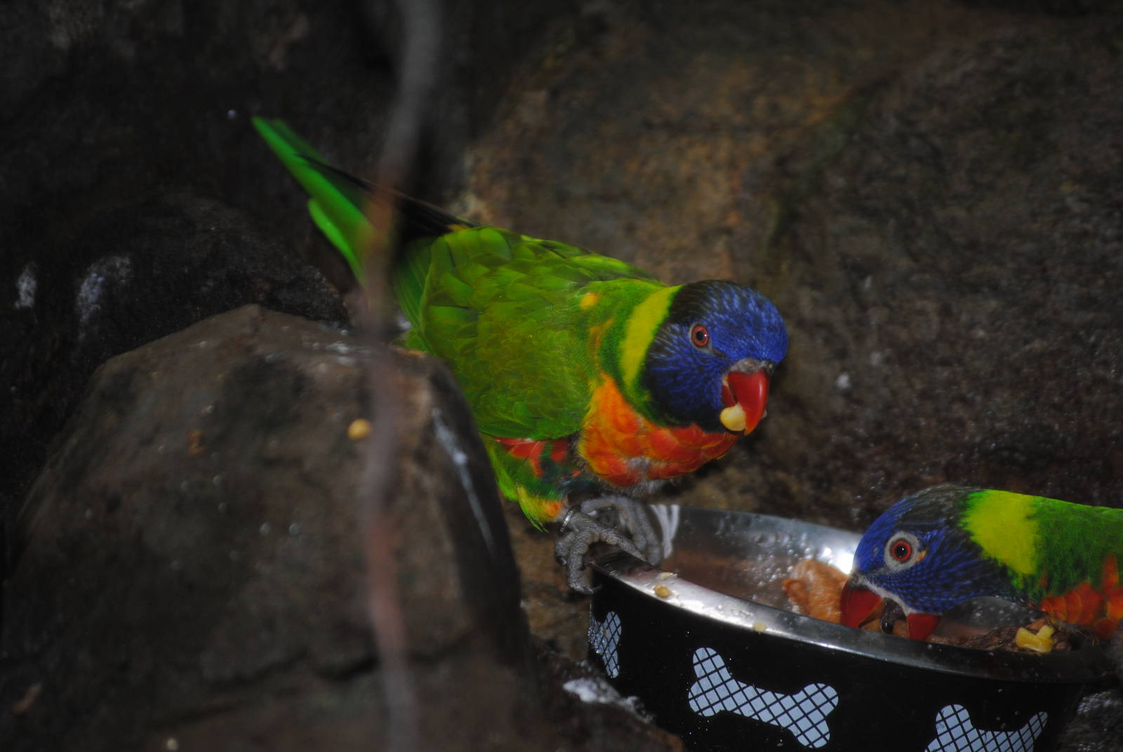 Rainbow Lorikeets