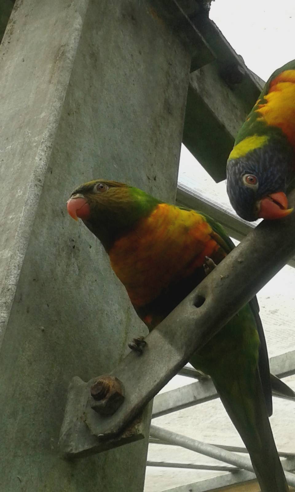 Rainbow Lorikeets