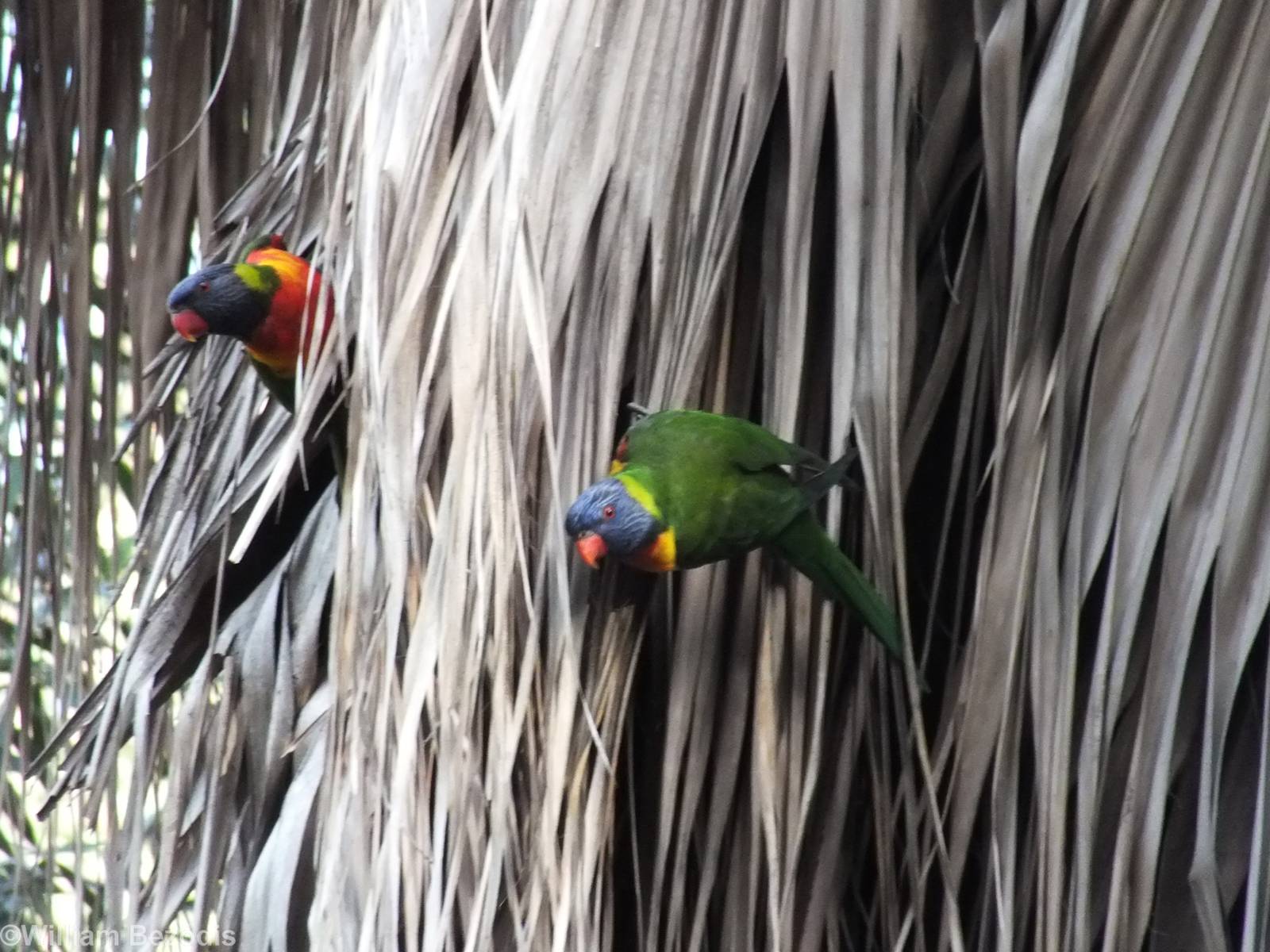 Rainbow Lorikeets