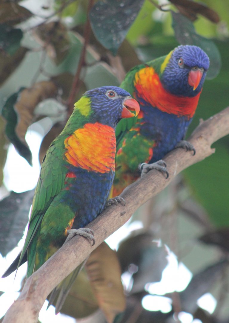 Rainbow lorikeets