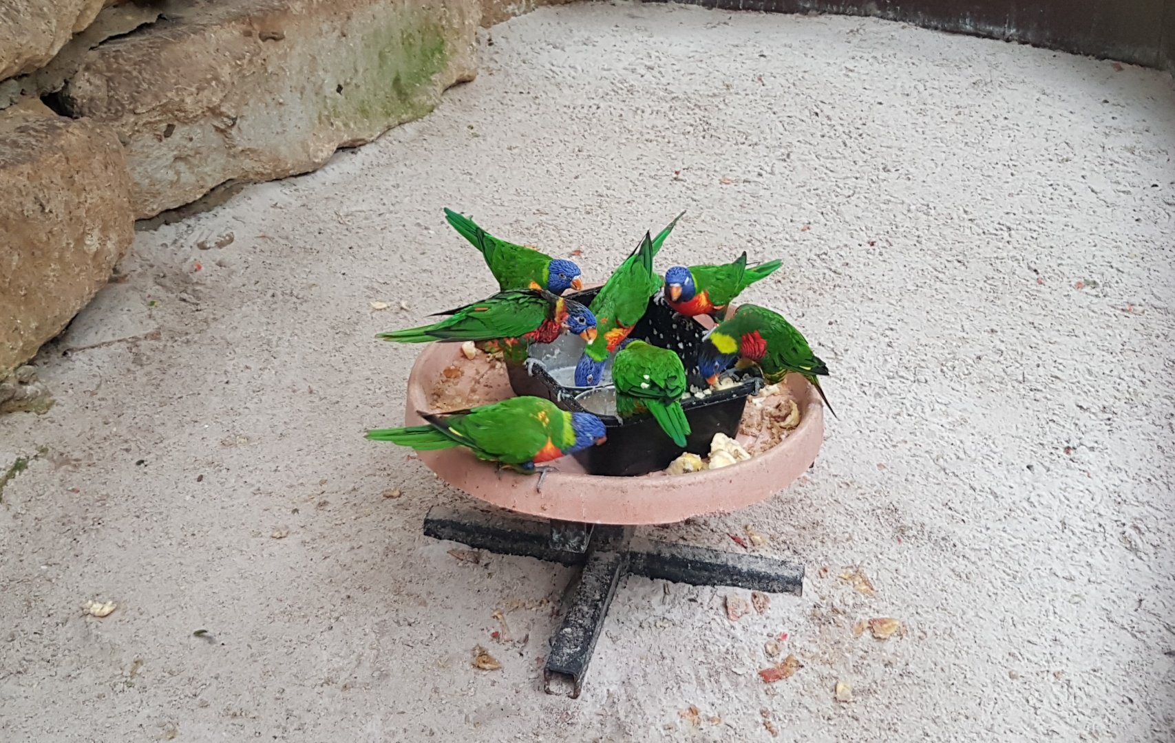 Rainbow lorikeets
