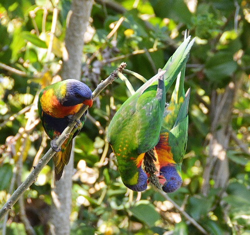 Rainbow lorikeets.