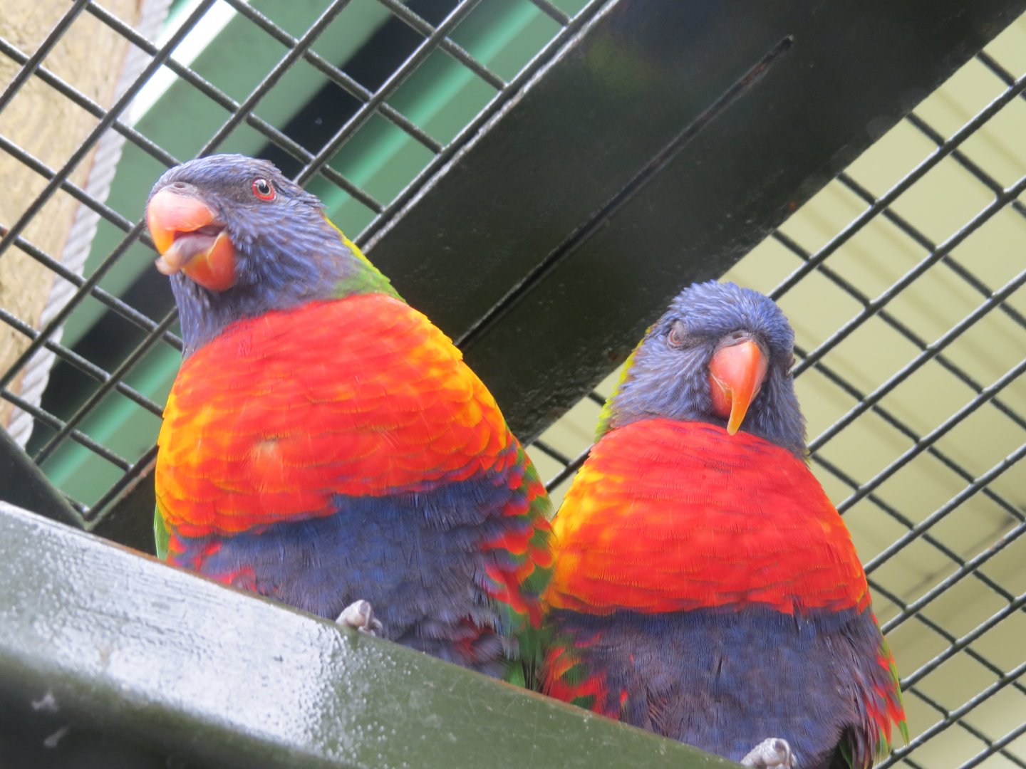 rainbow lorikeets