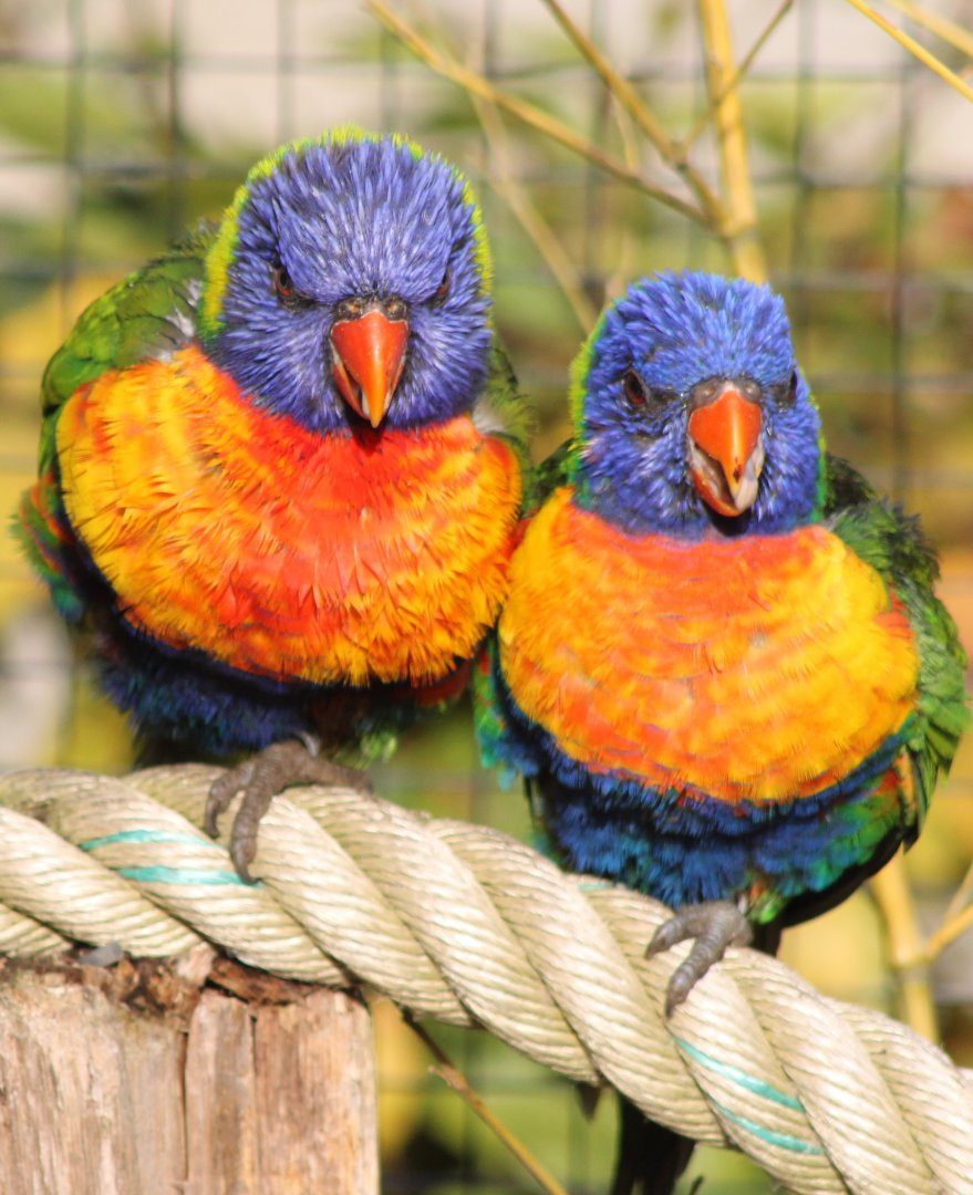 Rainbow lorikeets