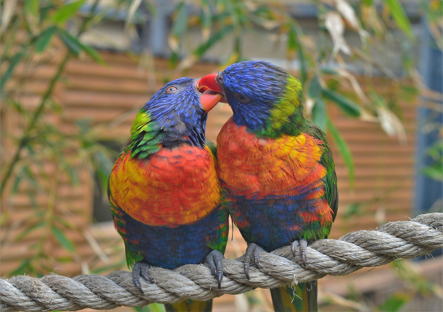 Rainbow Lorikeets