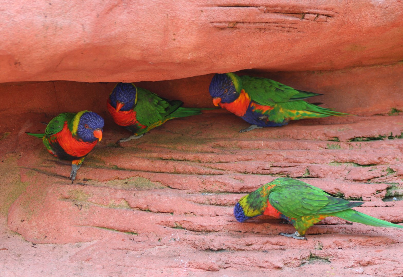 Rainbow lorikeets
