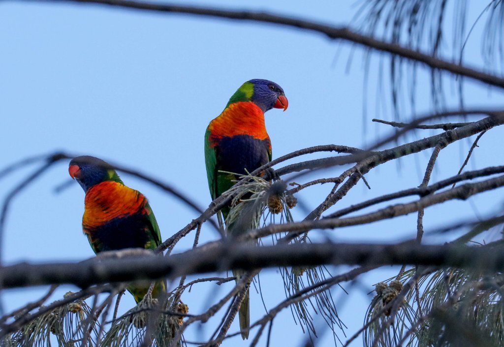 Rainbow Lorikeets