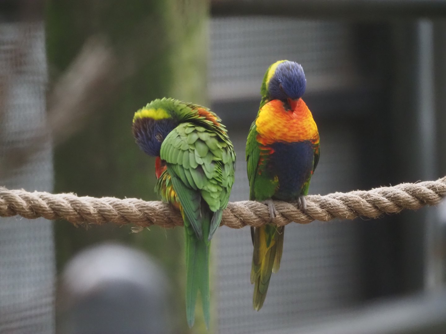 Rainbow lorikeets