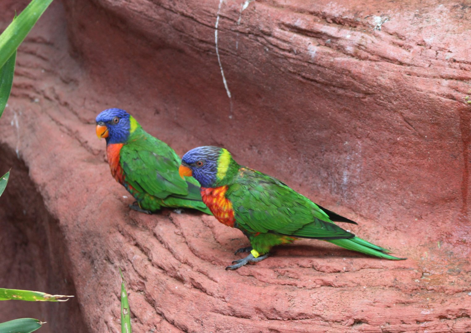 Rainbow lorikeets