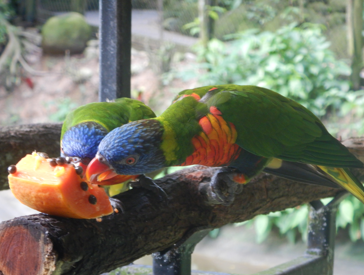 Rainbow Lorikeets