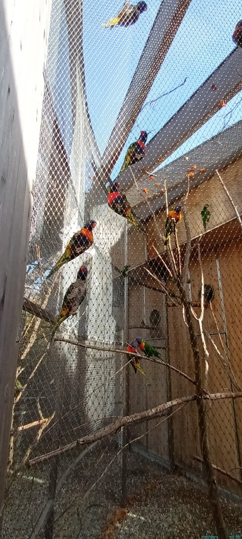 Rainbow Lorikeets