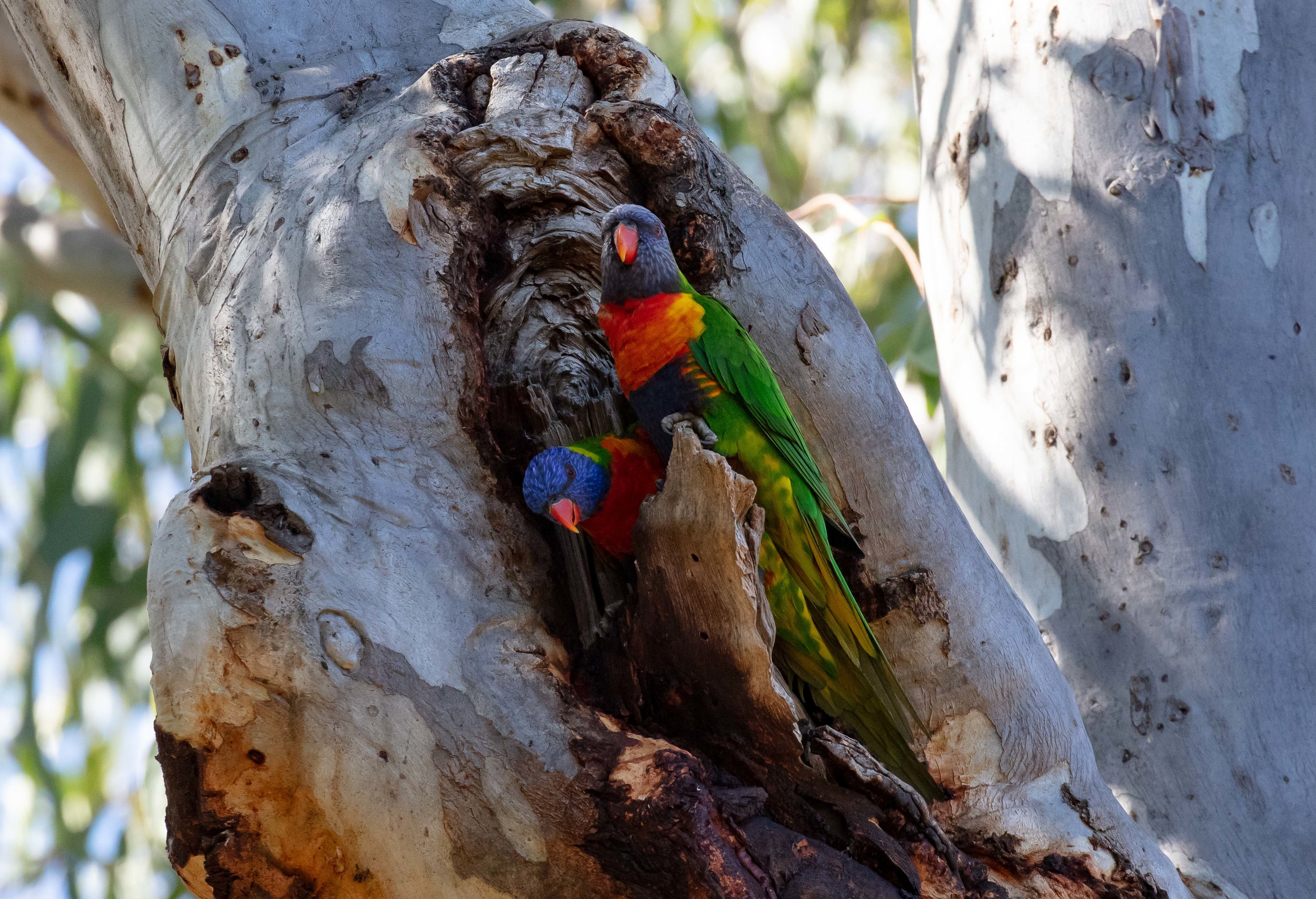 Rainbow Lorikeets