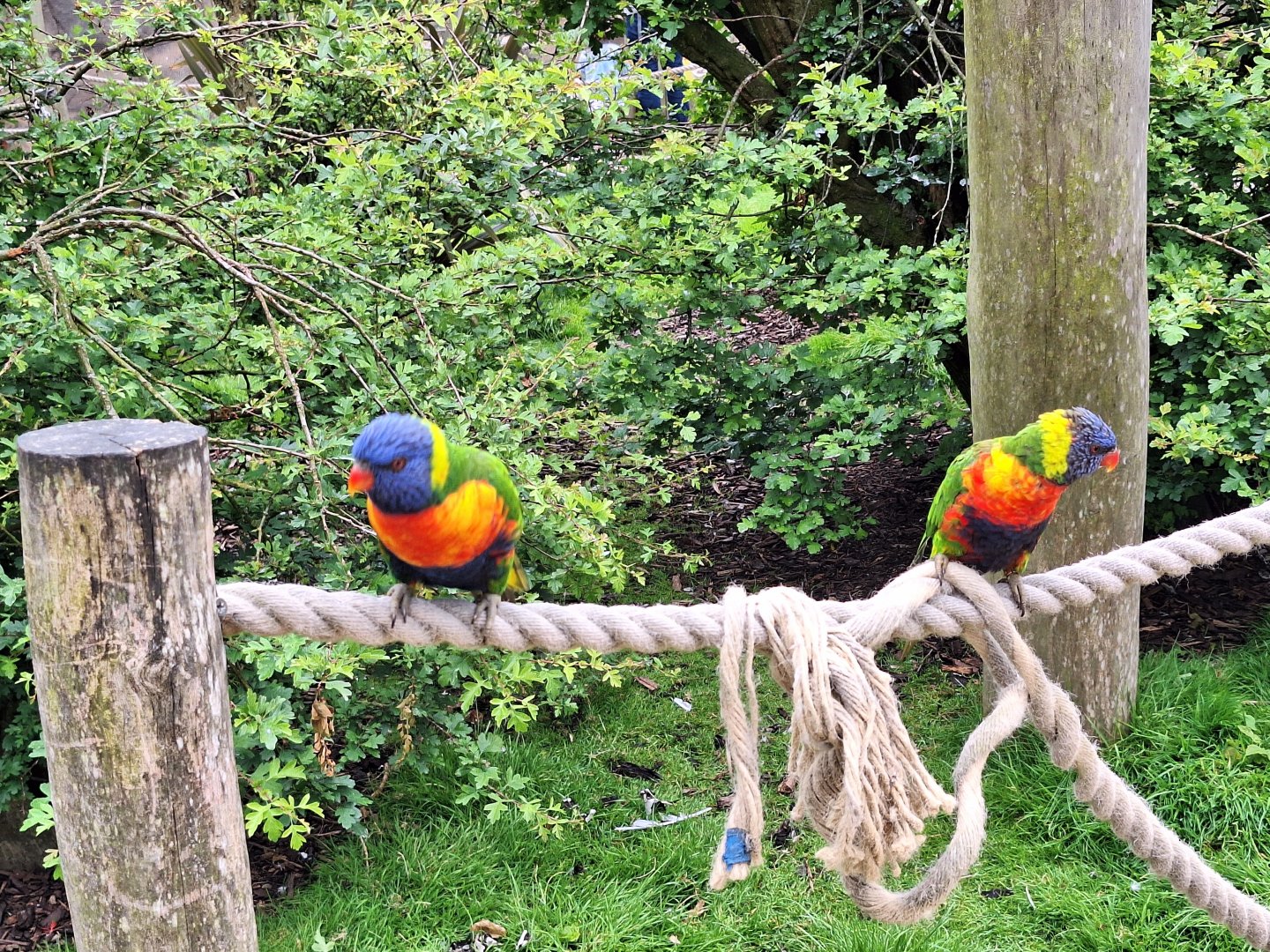 Rainbow Lorikeets