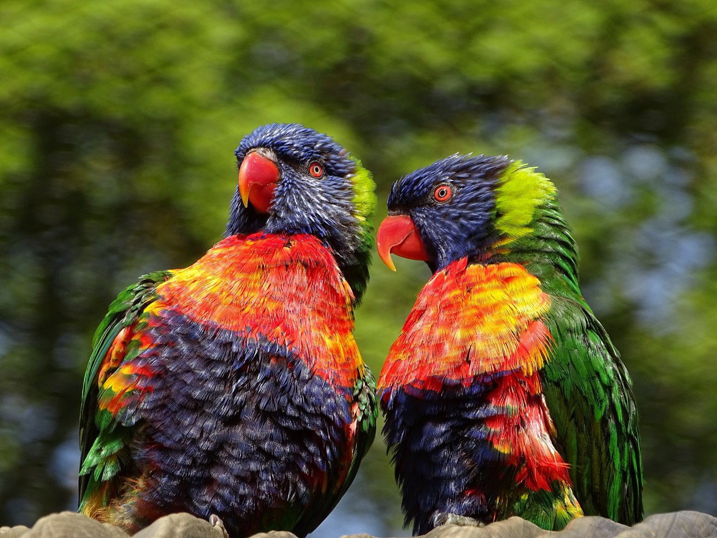 Rainbow lorikeets
