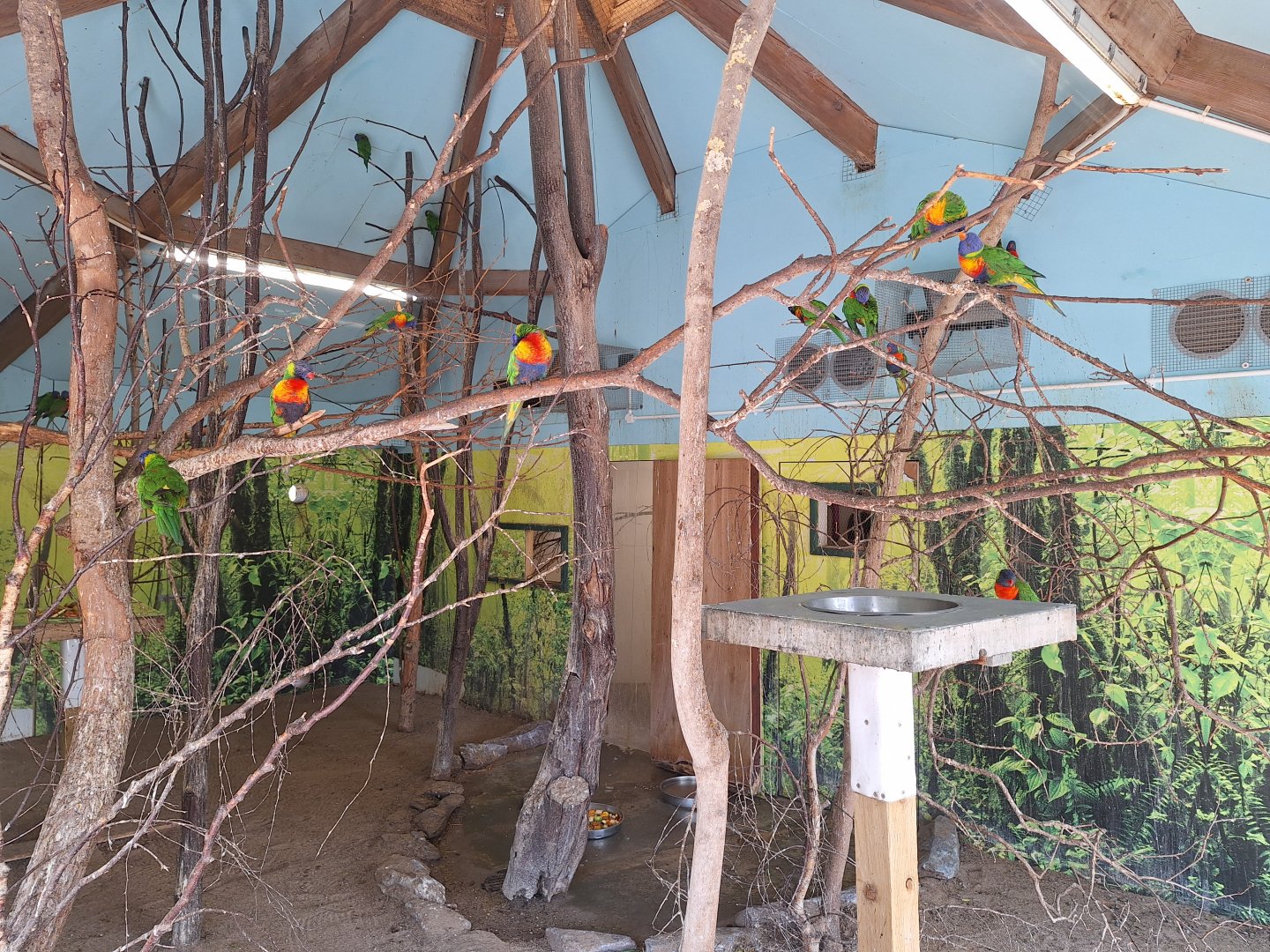 Rainbow Lorikeets