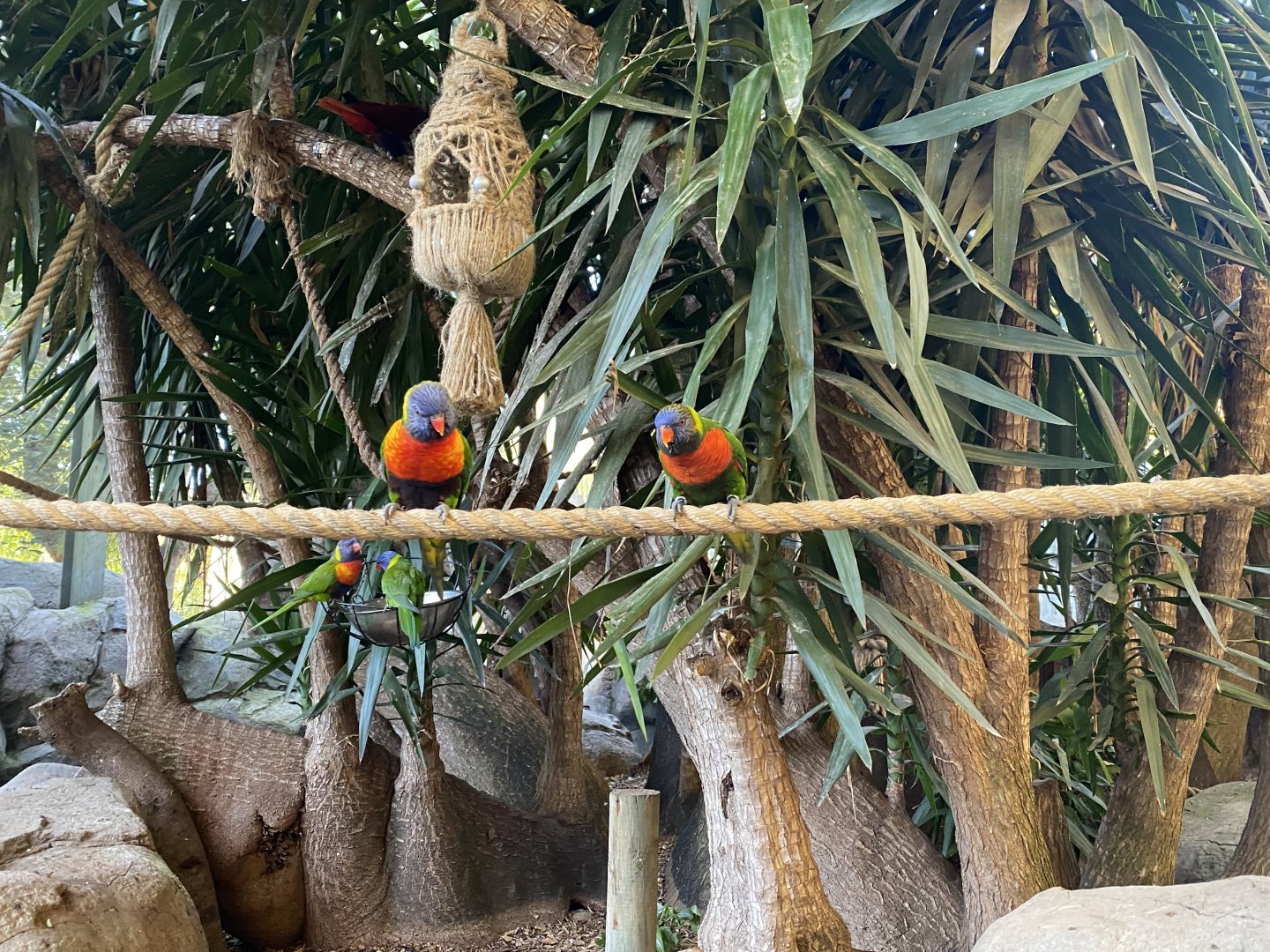 Rainbow lorikeets