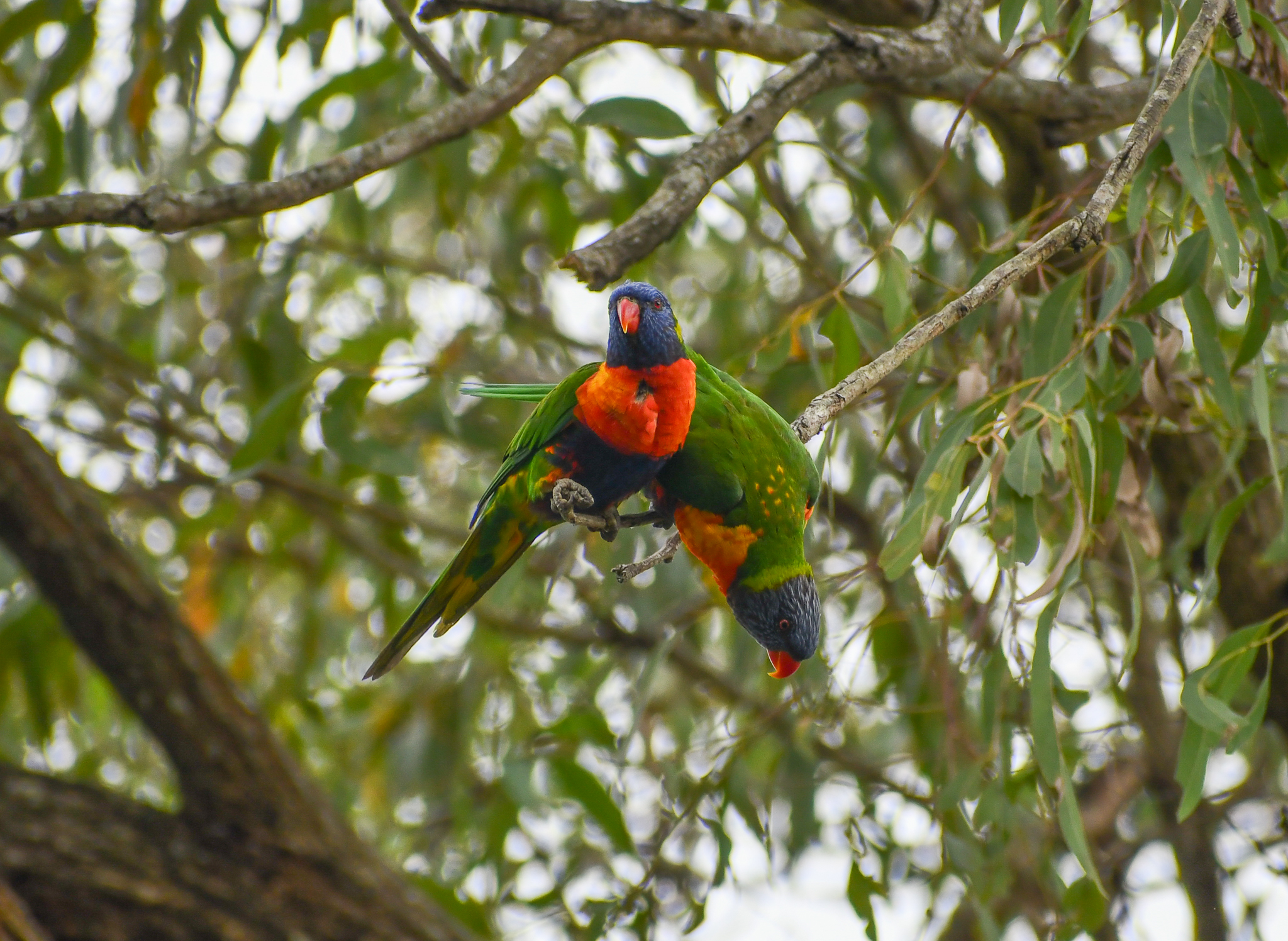 Rainbow Lorikeets