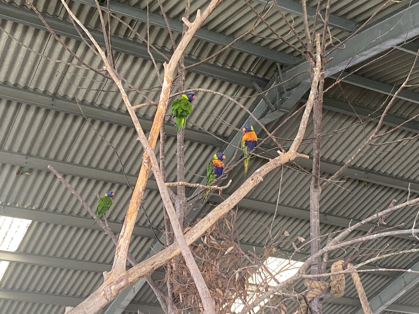 Rainbow lorikeets
