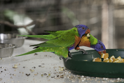 Rainbow Lorikeets
