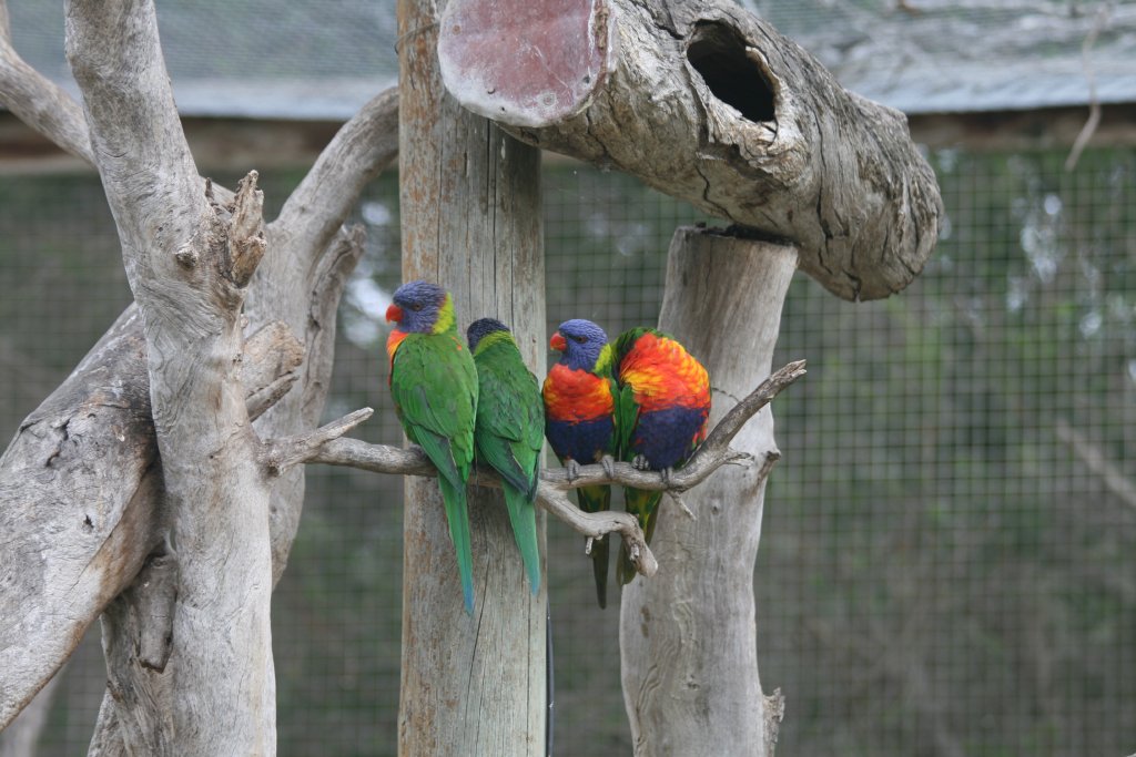 Rainbow Lorikeets