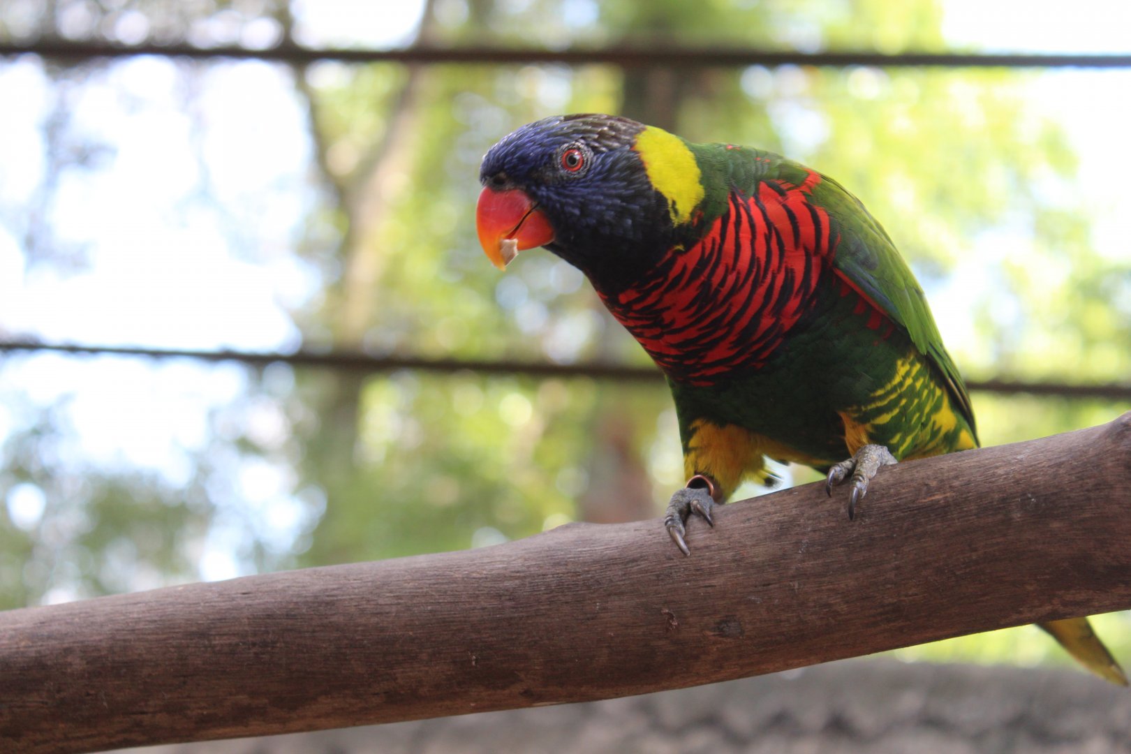 Rainbow lory