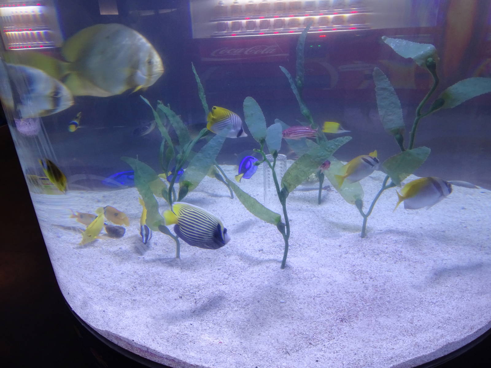Rainbow Lounge Main Tank