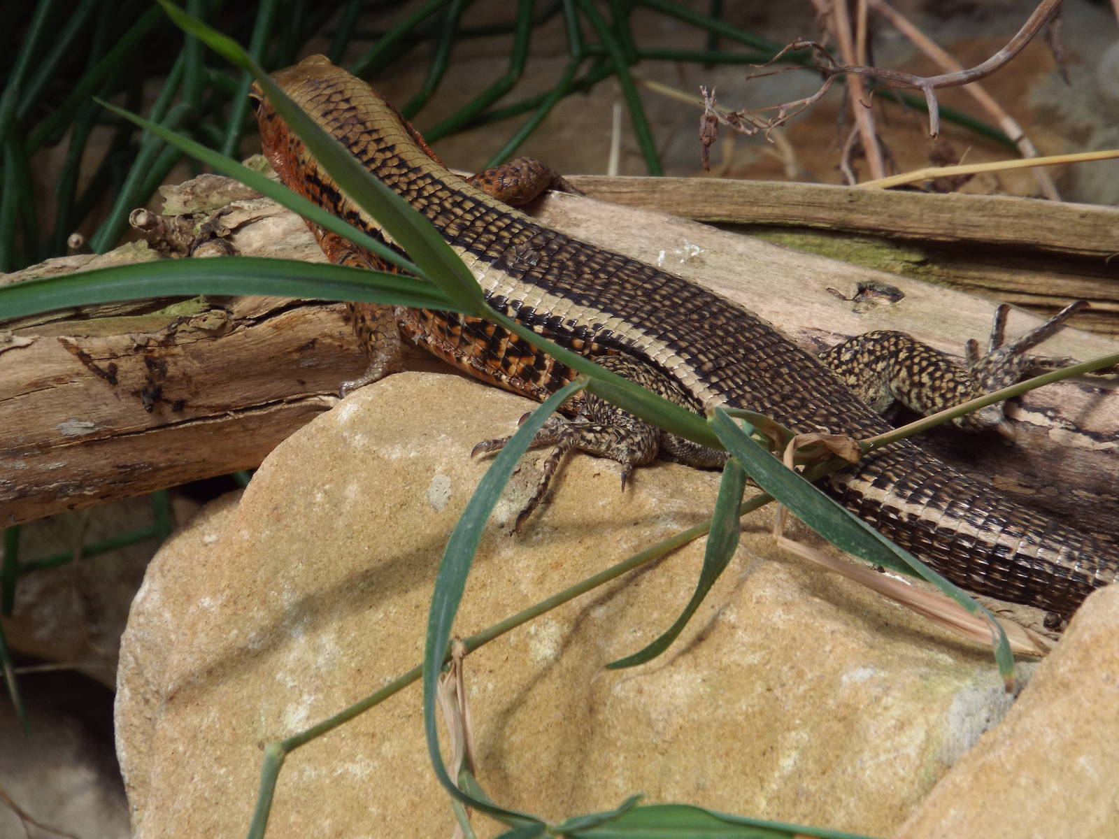 Rainbow Mabuya (Trachylepis margaritifera) at Zoo Leipzig - April 7th 2014