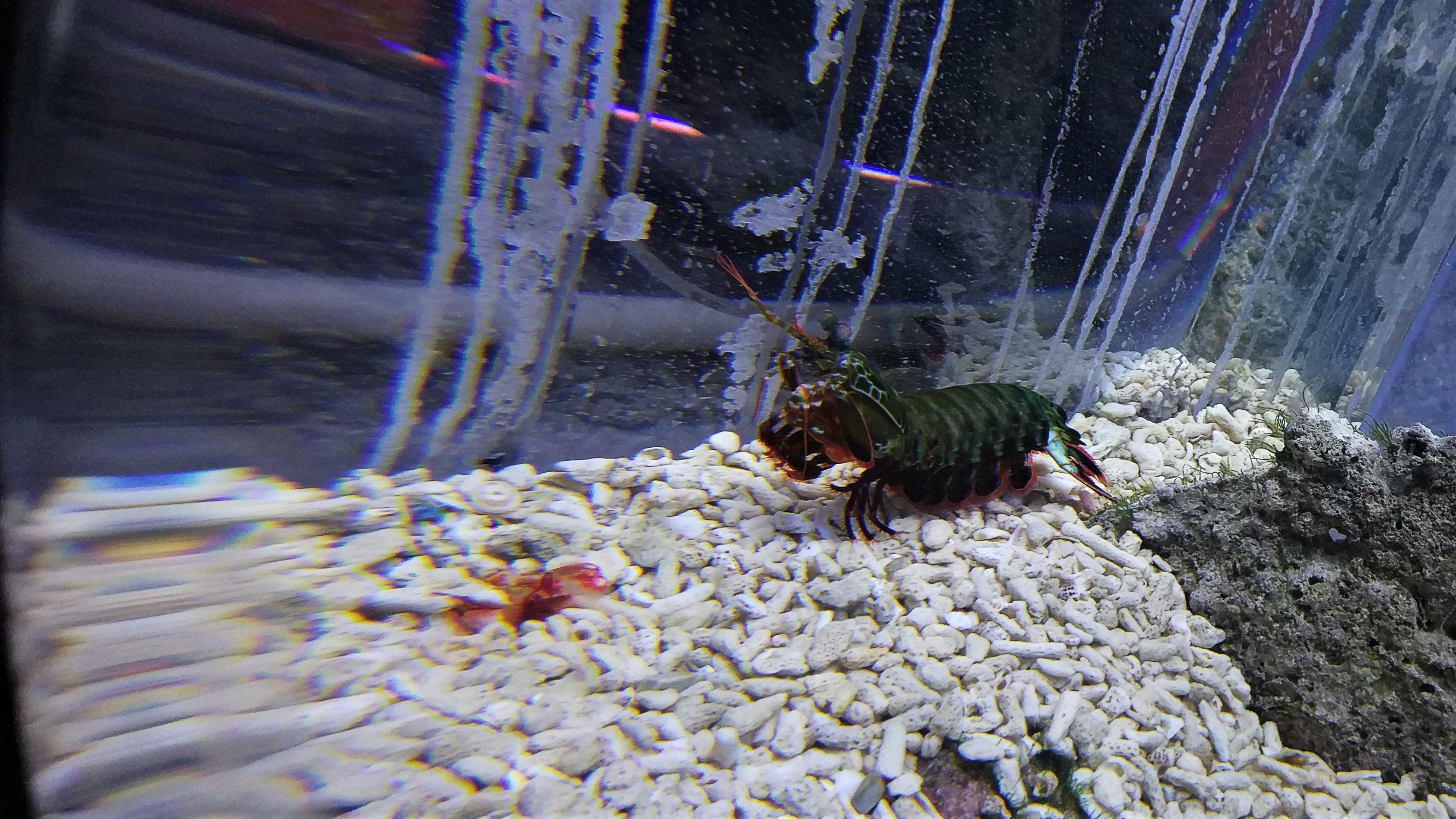 Rainbow Mantis Shrimp