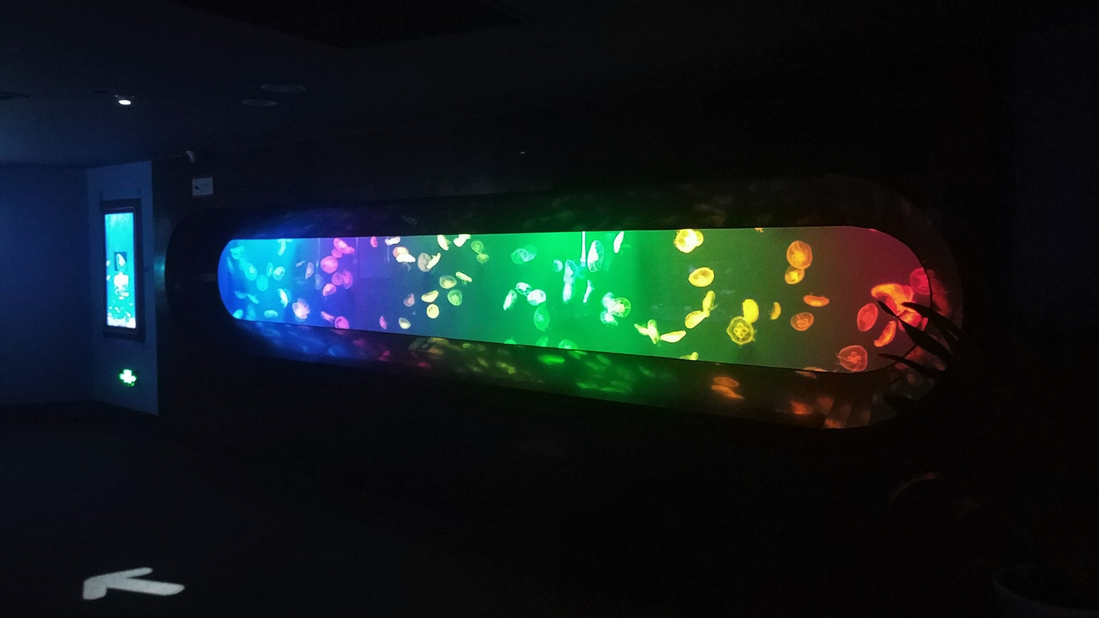 Rainbow Moon Jellyfish