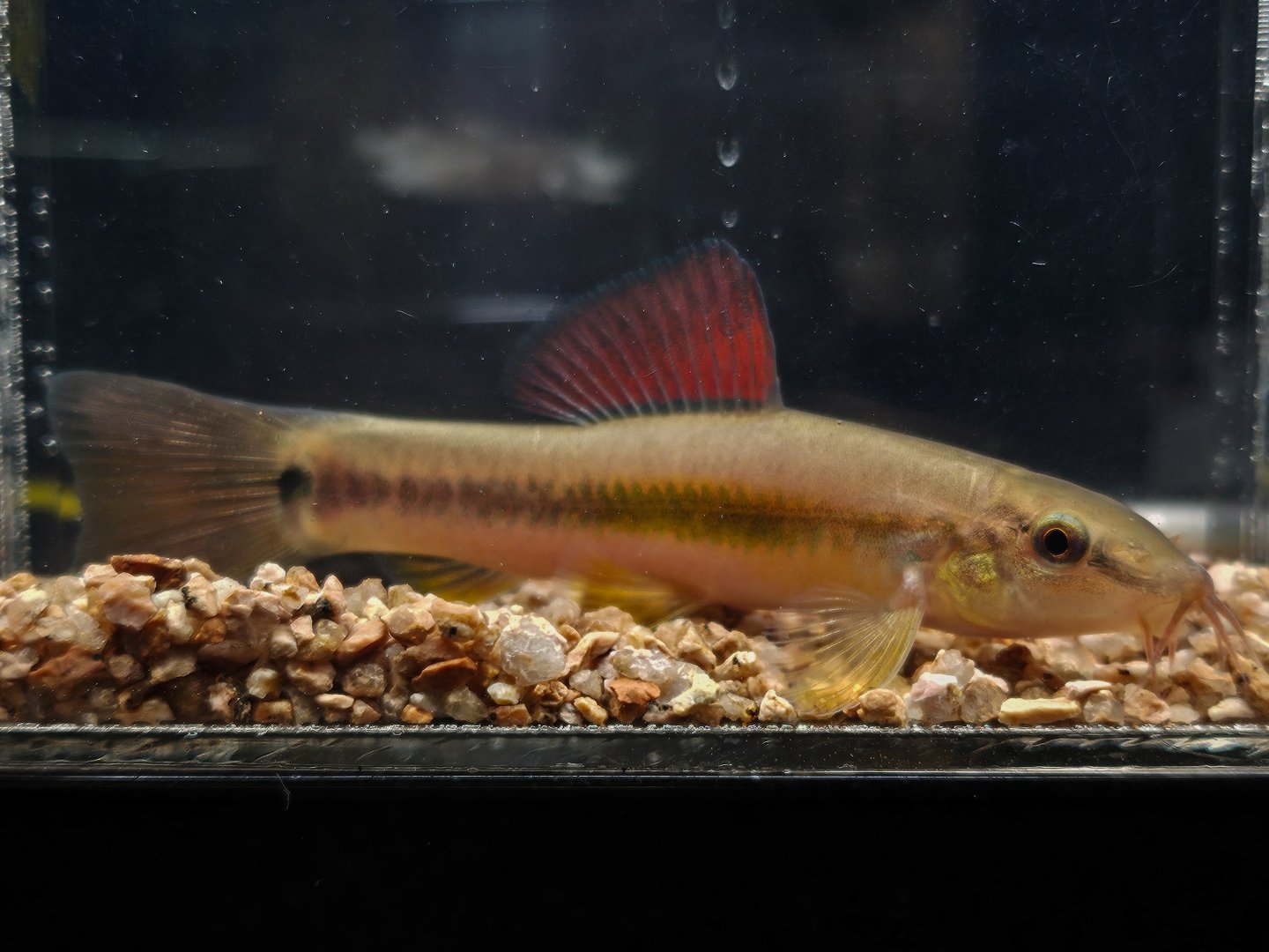 Rainbow Mountain Loach (Traccatichthys pulcher)