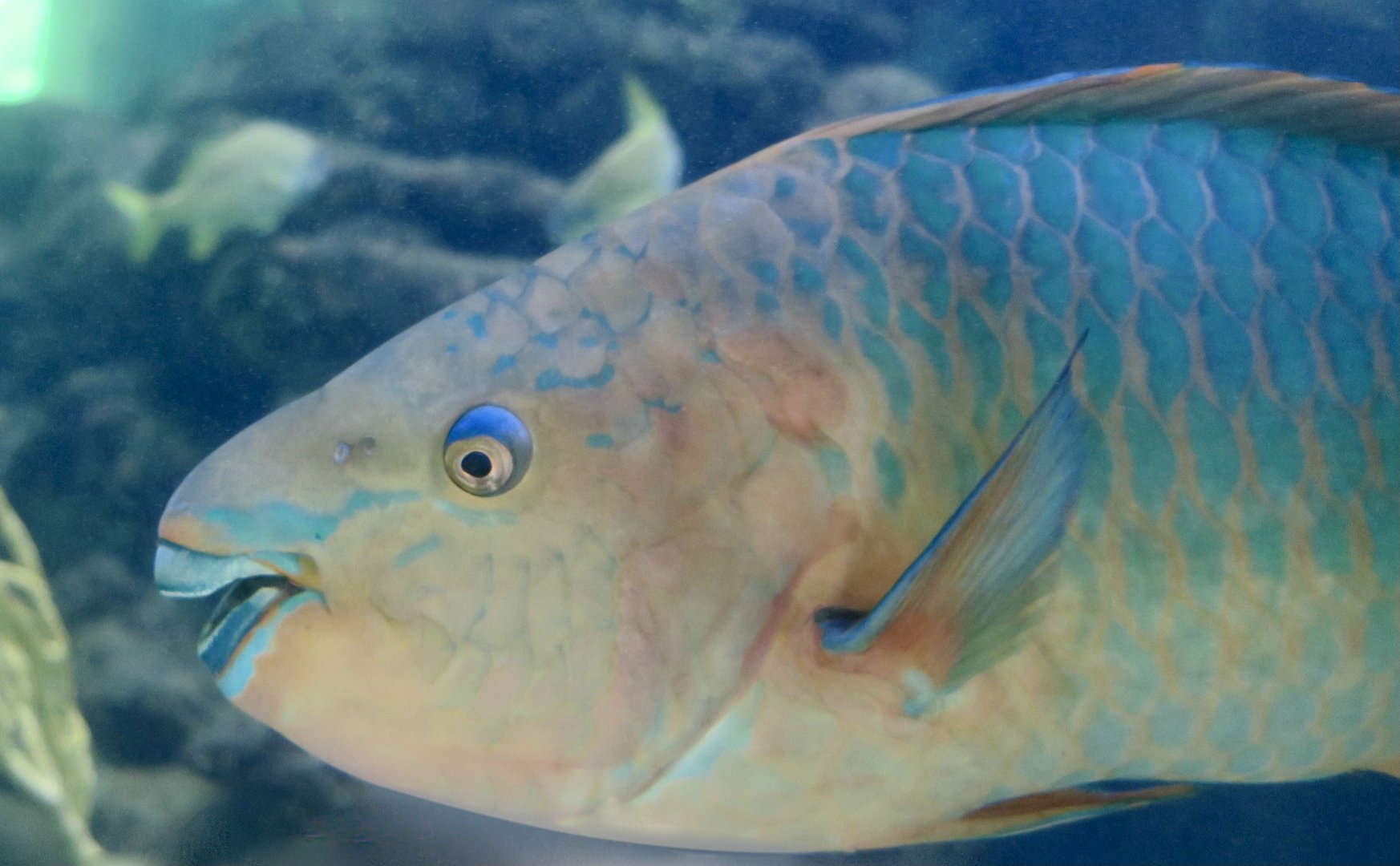 Rainbow Parrotfish (Scarus guacamaia)