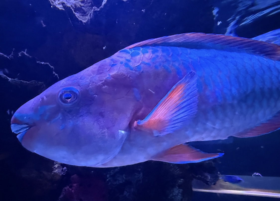 Rainbow Parrotfish (Scarus guacamaia)