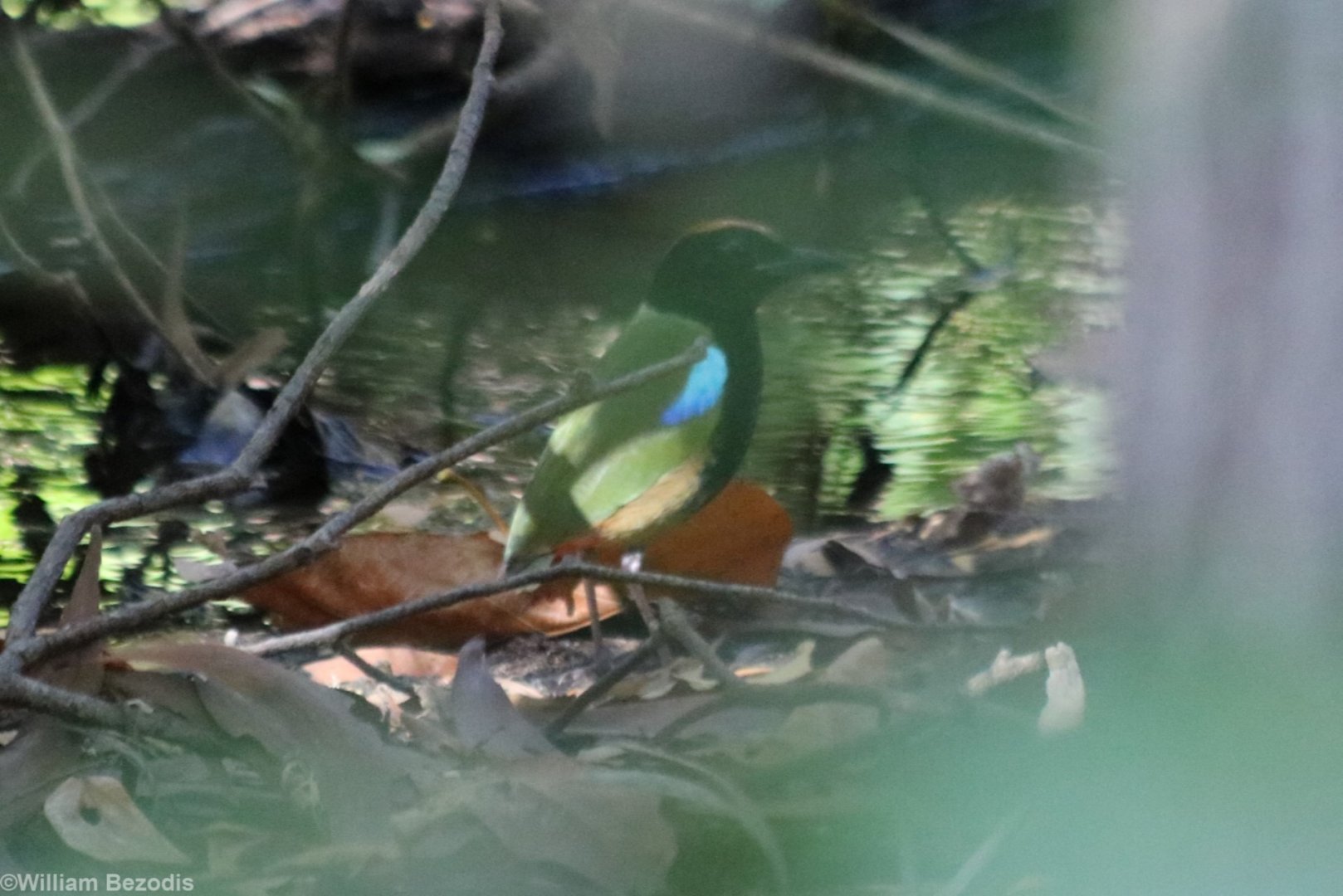 Rainbow Pitta - Howard Springs