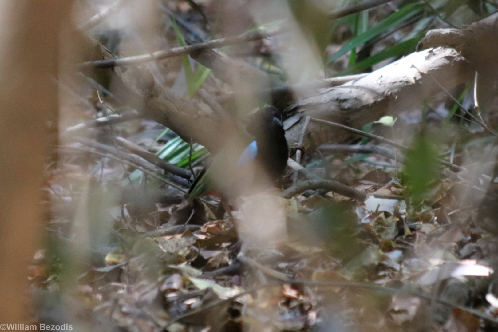 Rainbow Pitta - Kakadu