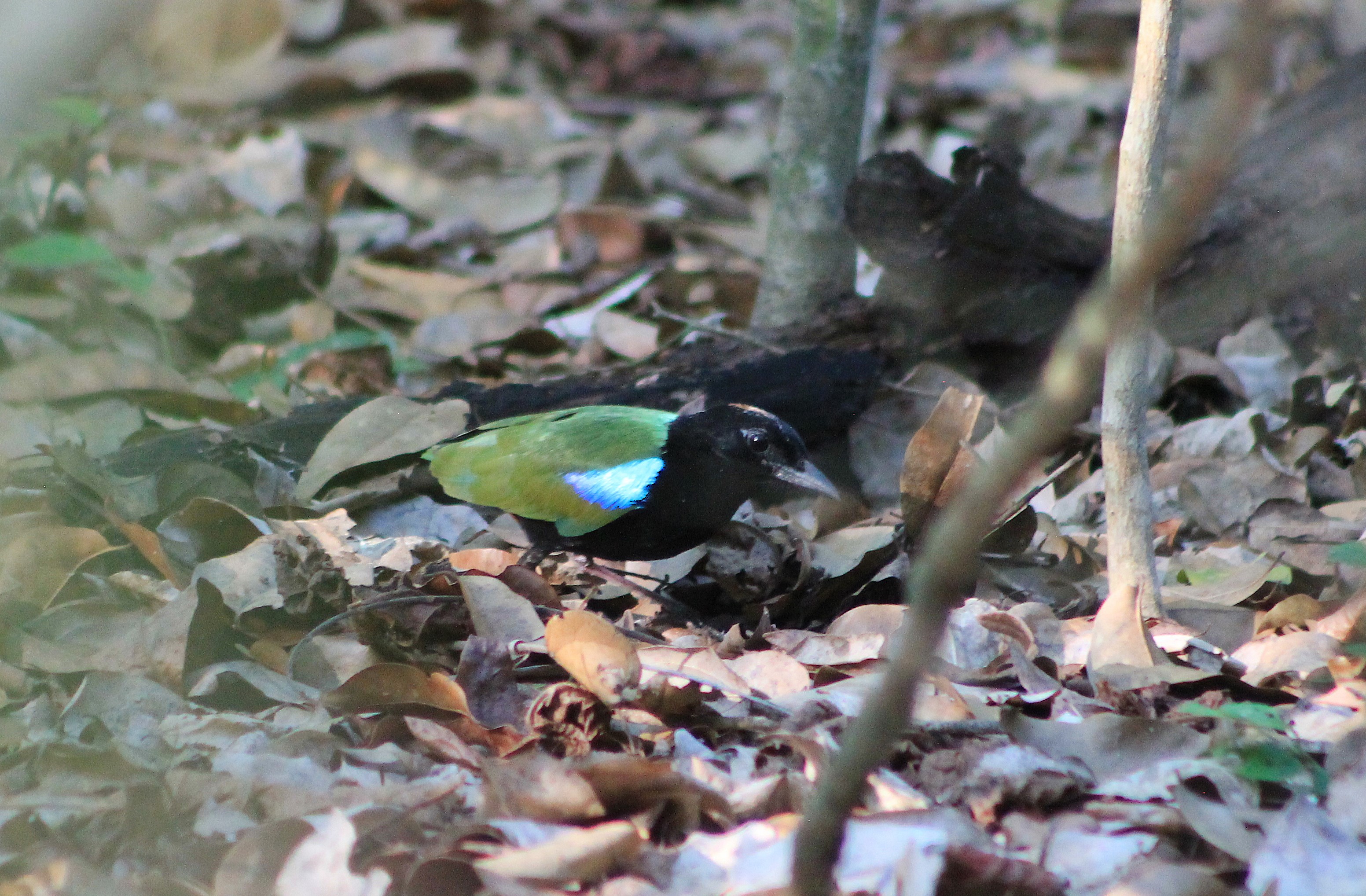 Rainbow Pitta (Pitta iris)