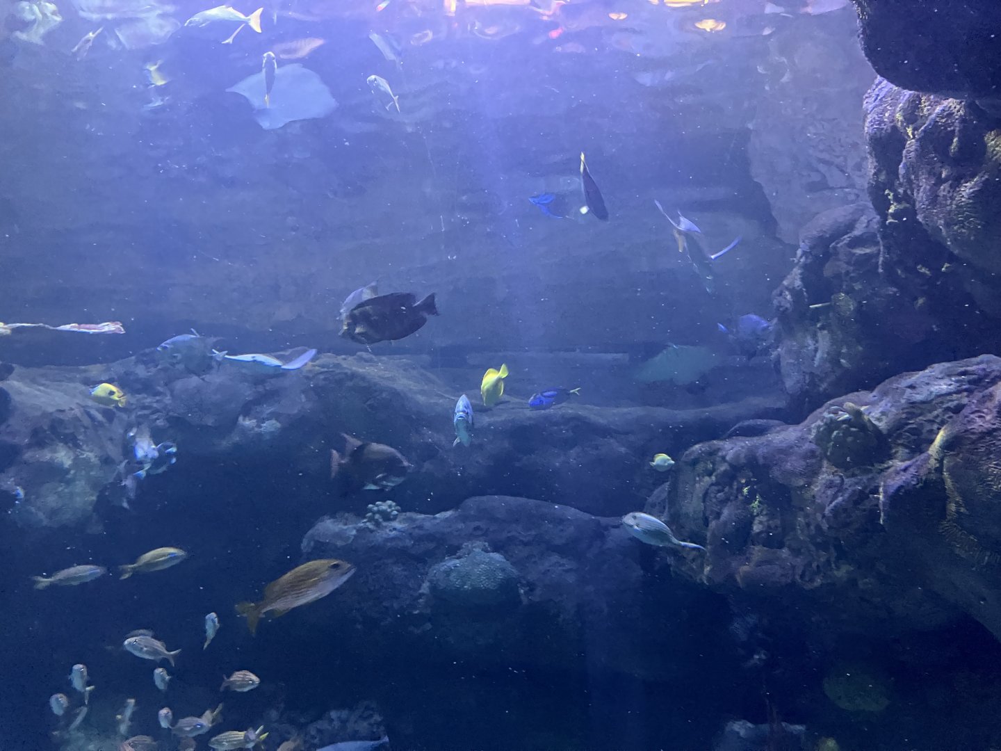 Rainbow Reef Tunnel