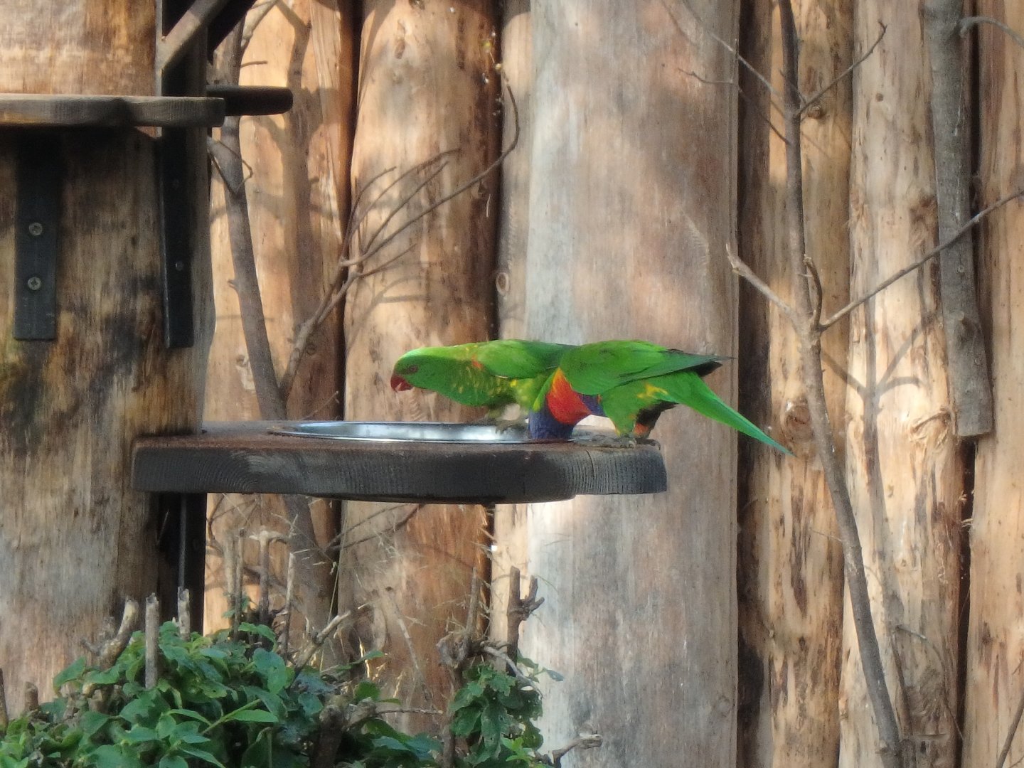 Rainbow (right) and scaly breasted (left) lorikeets
