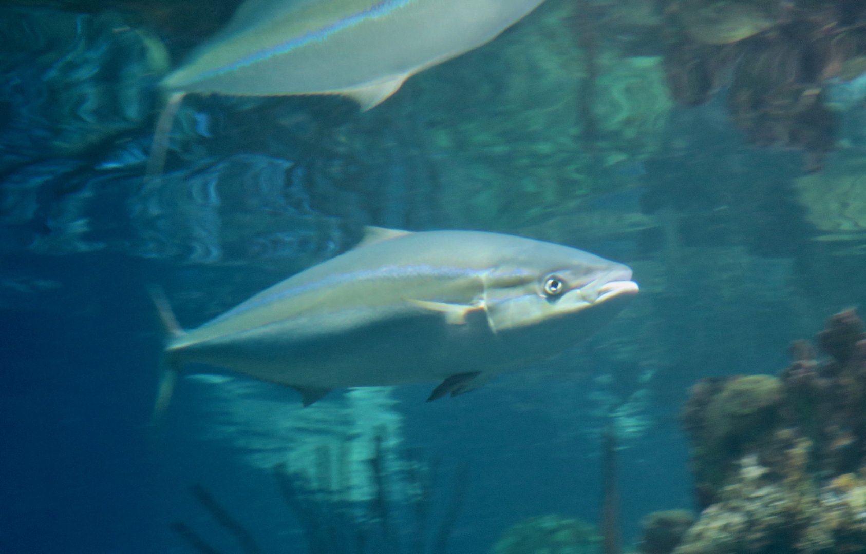 Rainbow Runner (Elagatis bipinnulata)