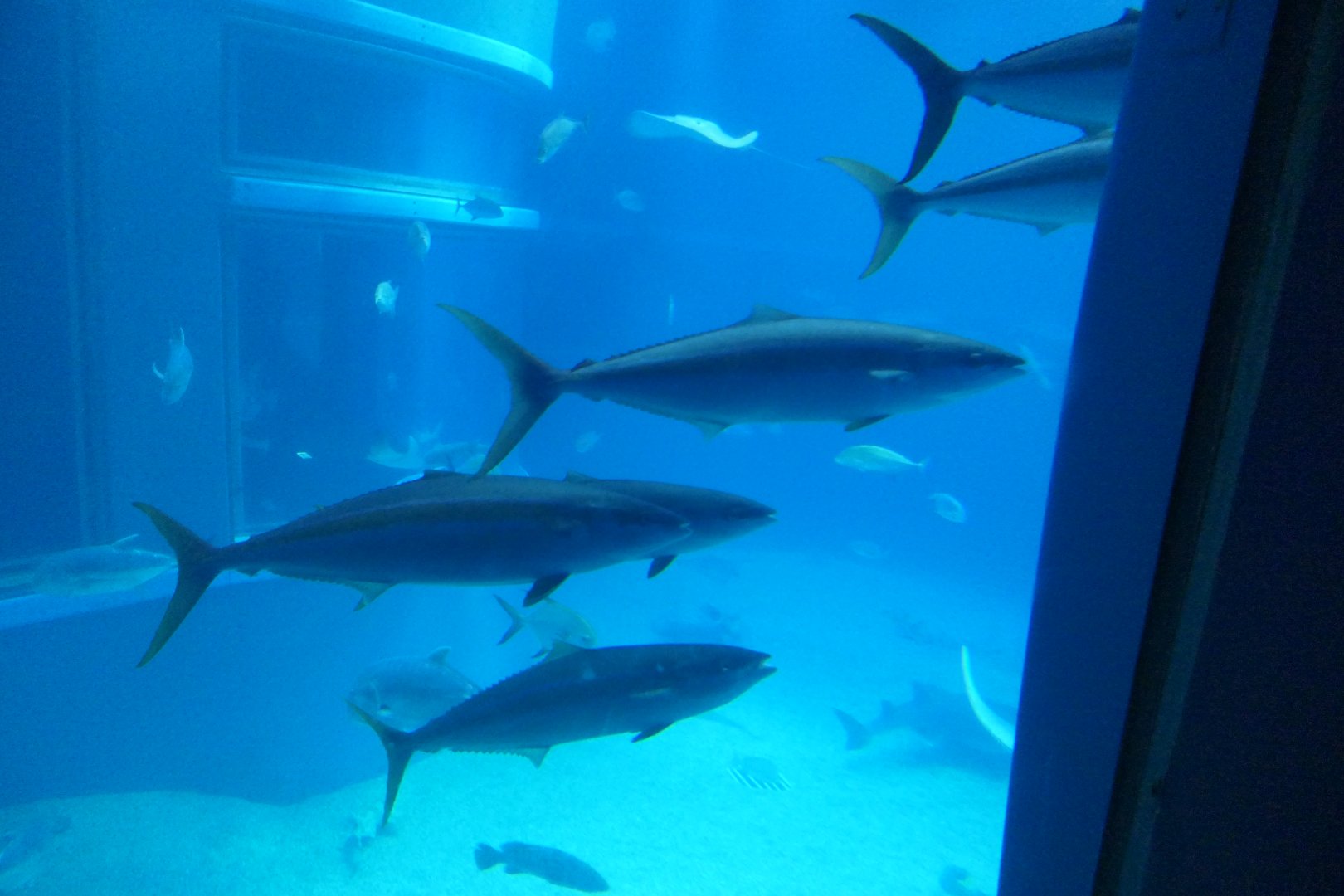 Rainbow Runner (Elagatis bipinnulata)