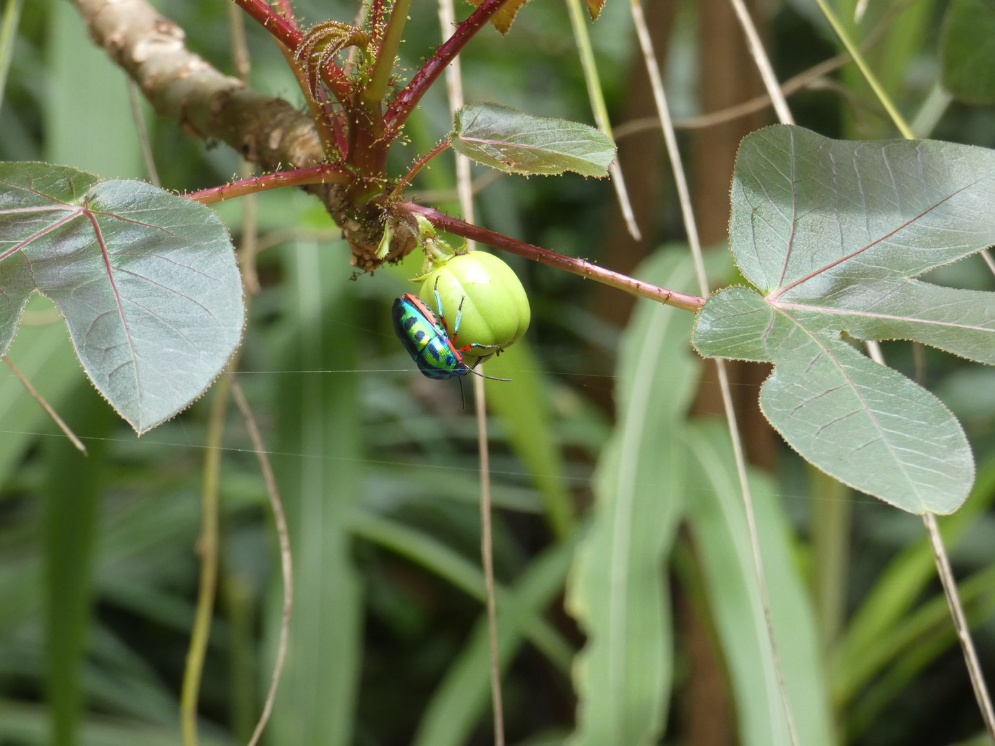 Rainbow shield bug