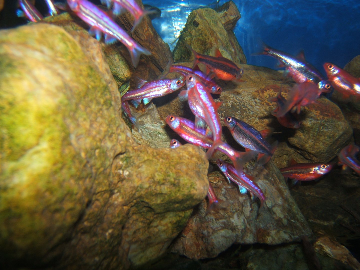 Rainbow Shiner (Notropis chrosomus) 17/02/2018