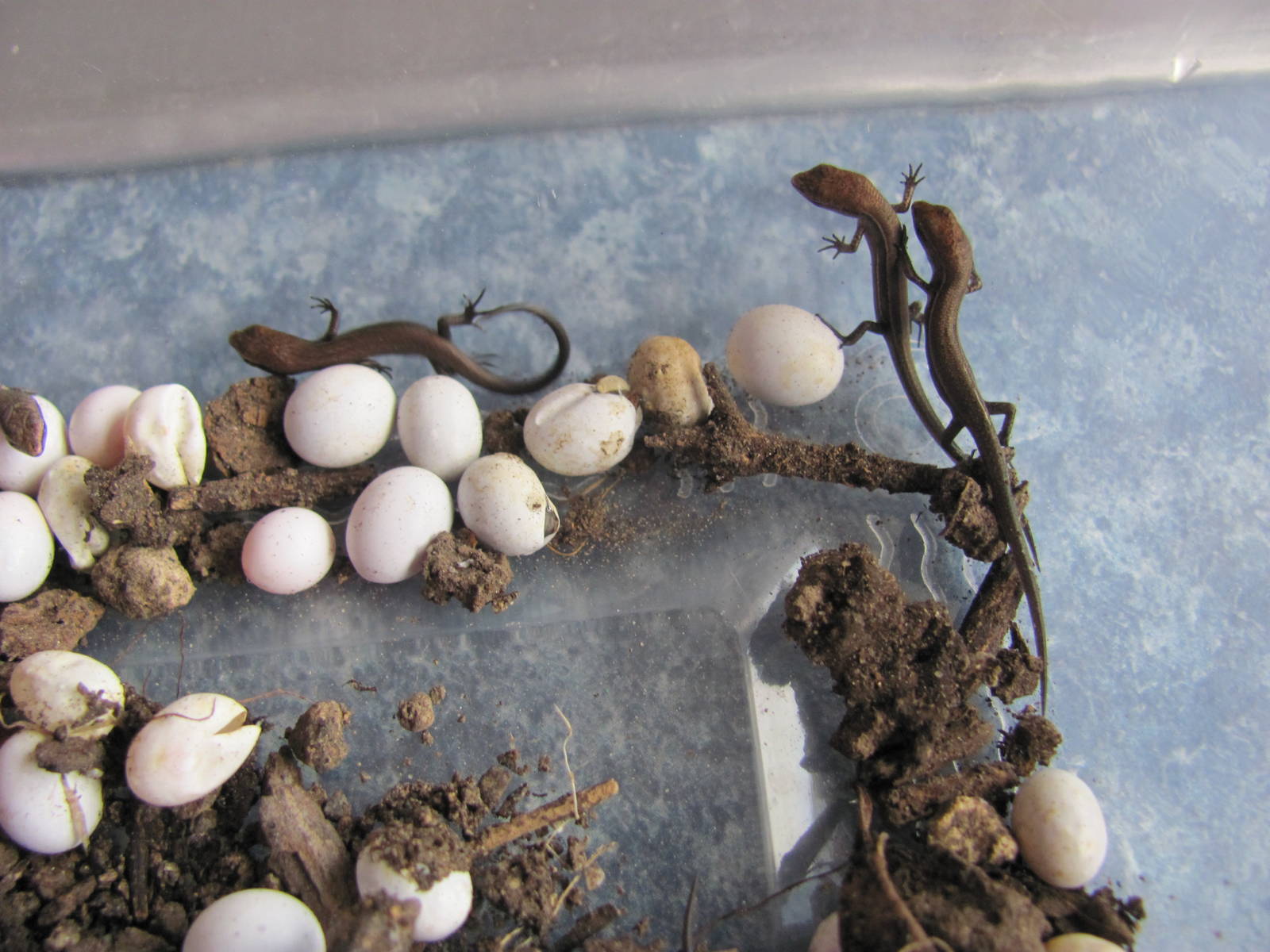 Rainbow Skink Eggs and Young  (Lampropholis delicata)