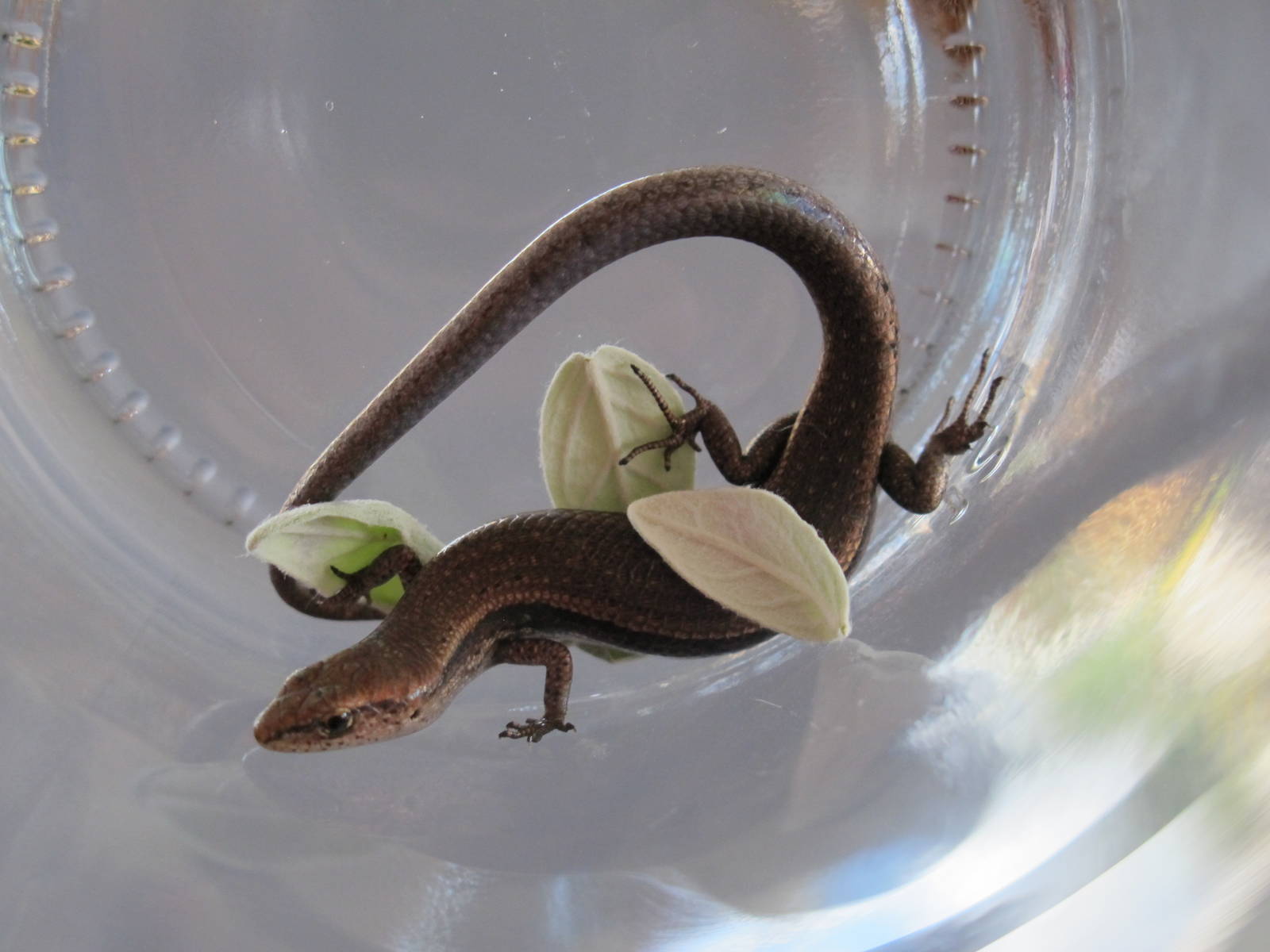 Rainbow Skink (Lampropholis delicata)
