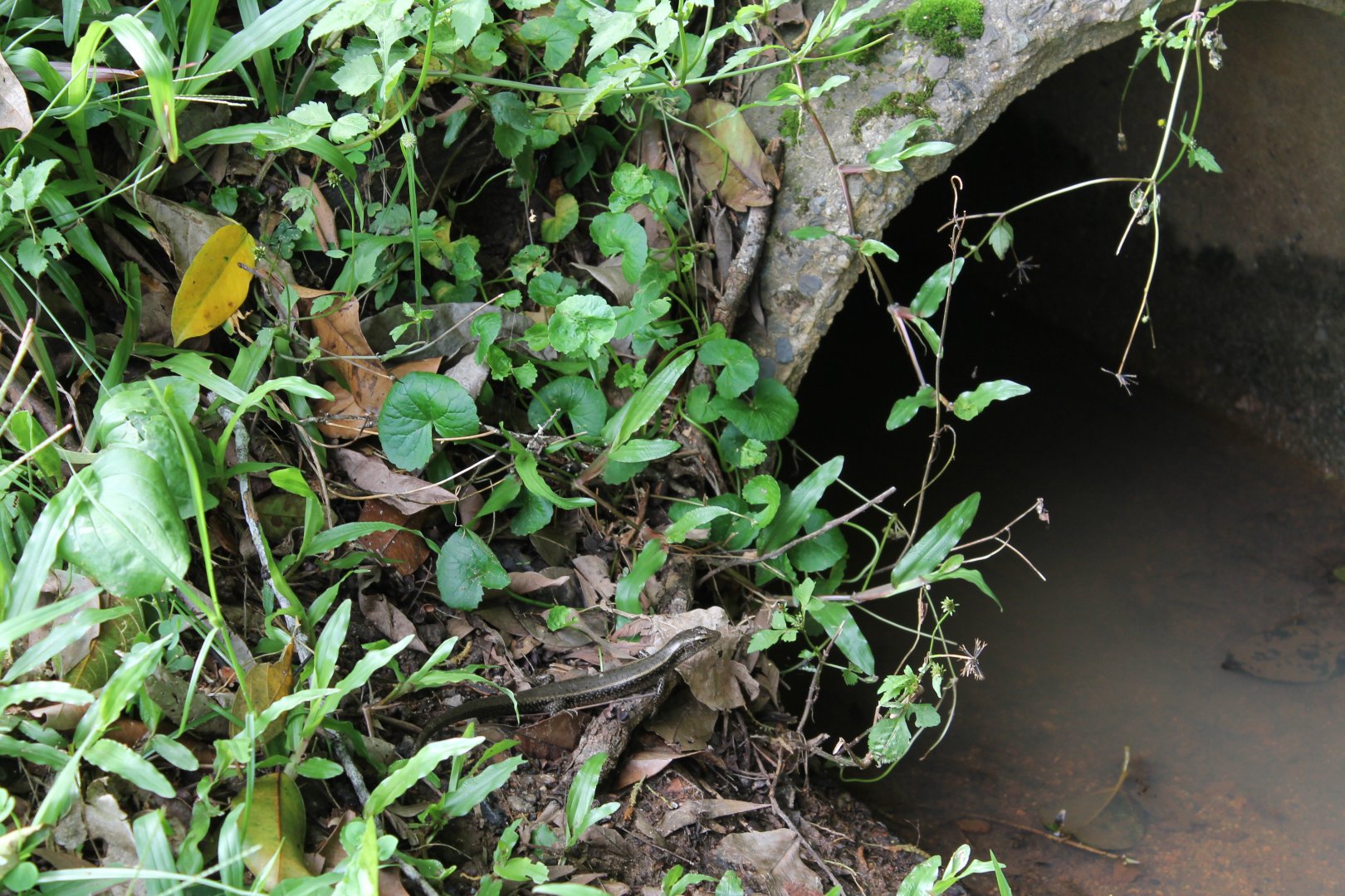 Rainbow Skink (Lampropholis delicata)