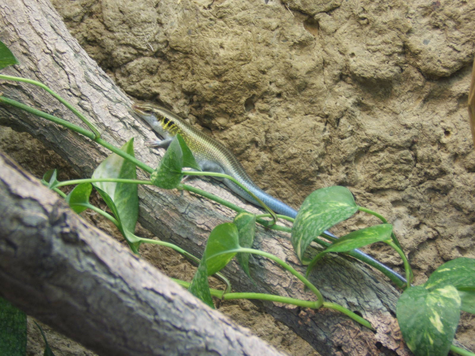 Rainbow Skink (Mabuya quinquetaeniata)