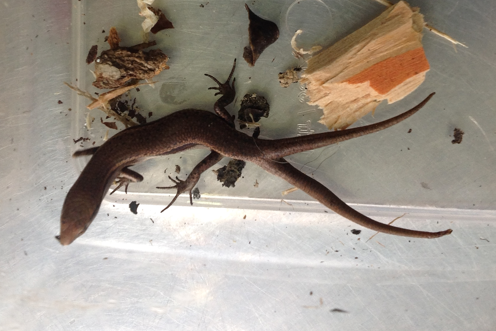 Rainbow Skink with Two Tails