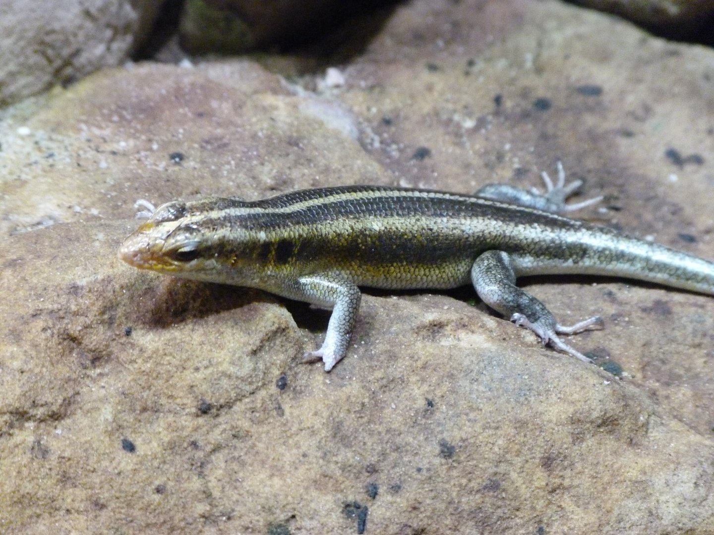 Rainbow skink -Zoo Praha (2025)