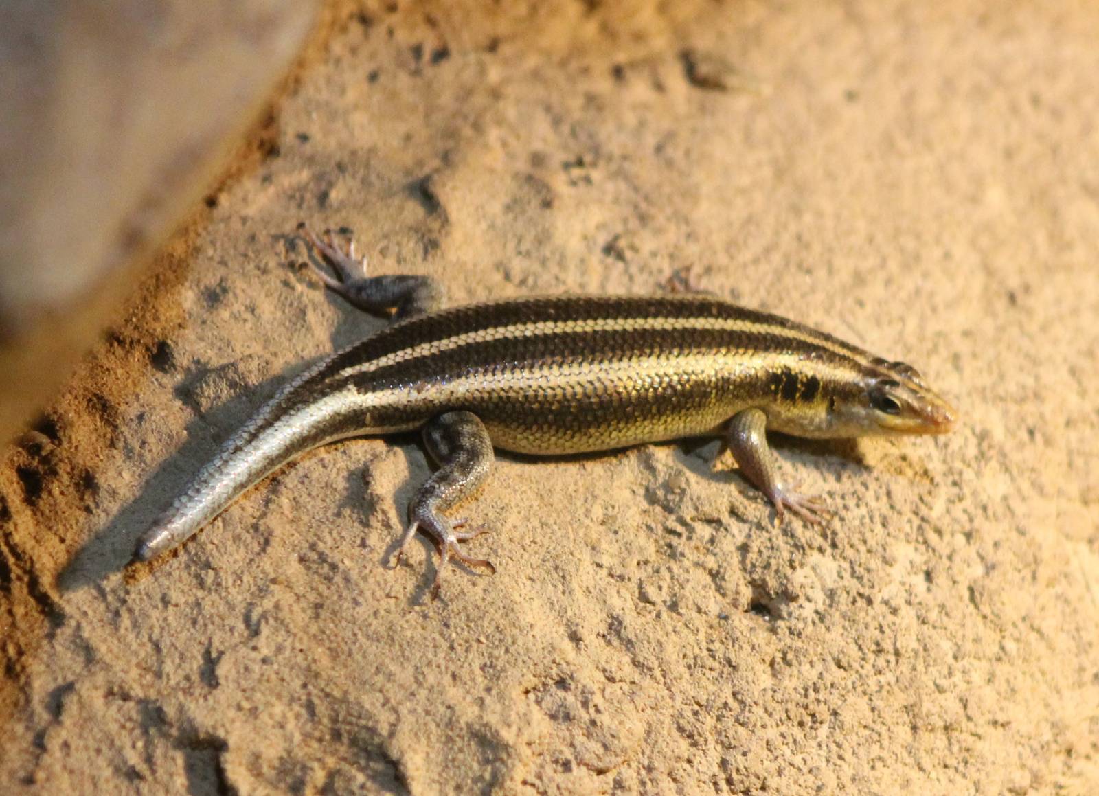 Rainbow skink