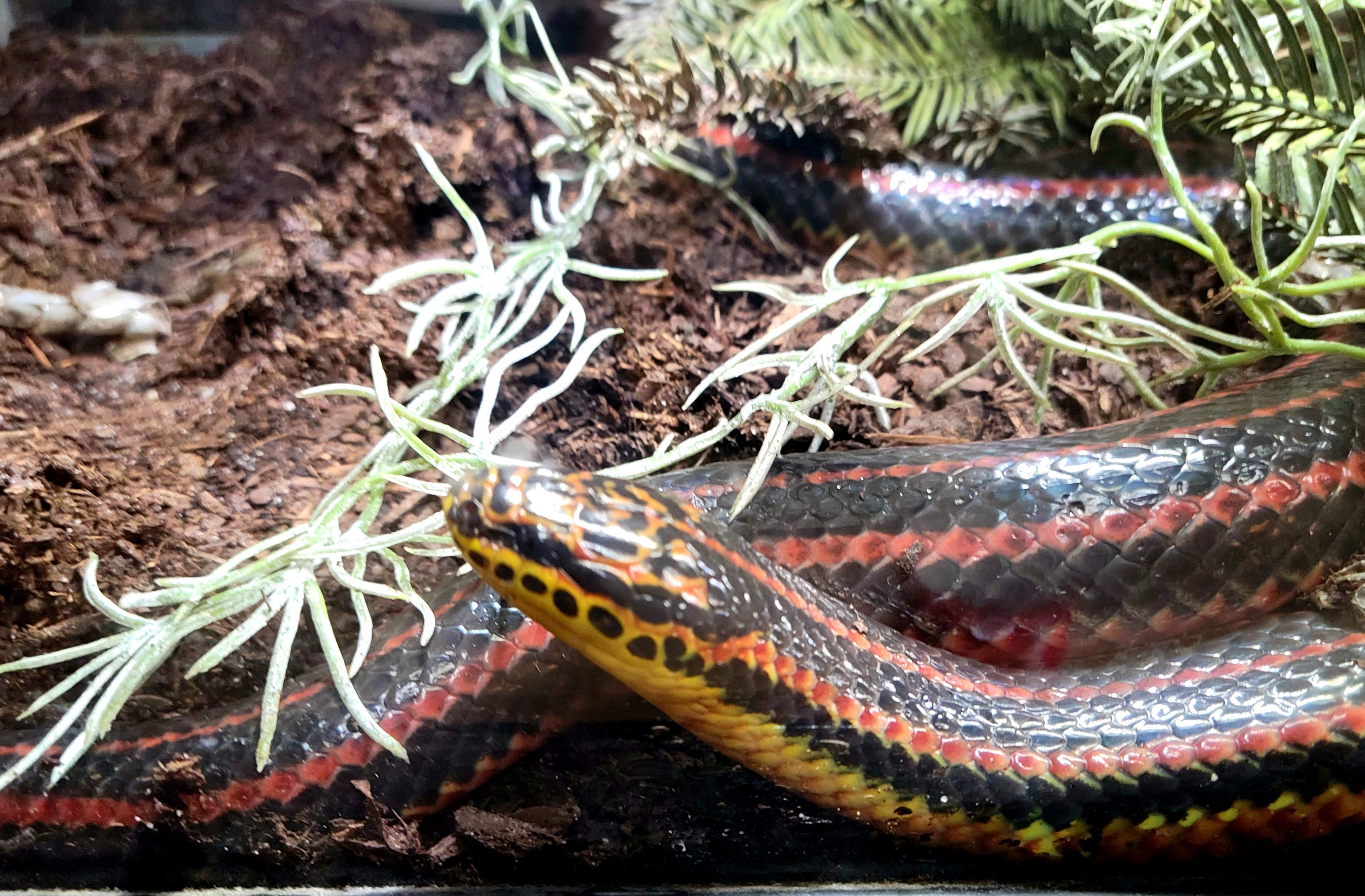 Rainbow Snake - Bee City Zoo - March 2025