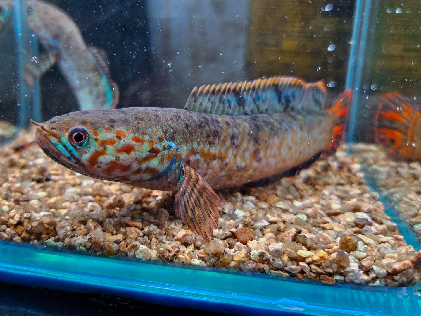 Rainbow Snakehead (Channa bleheri)